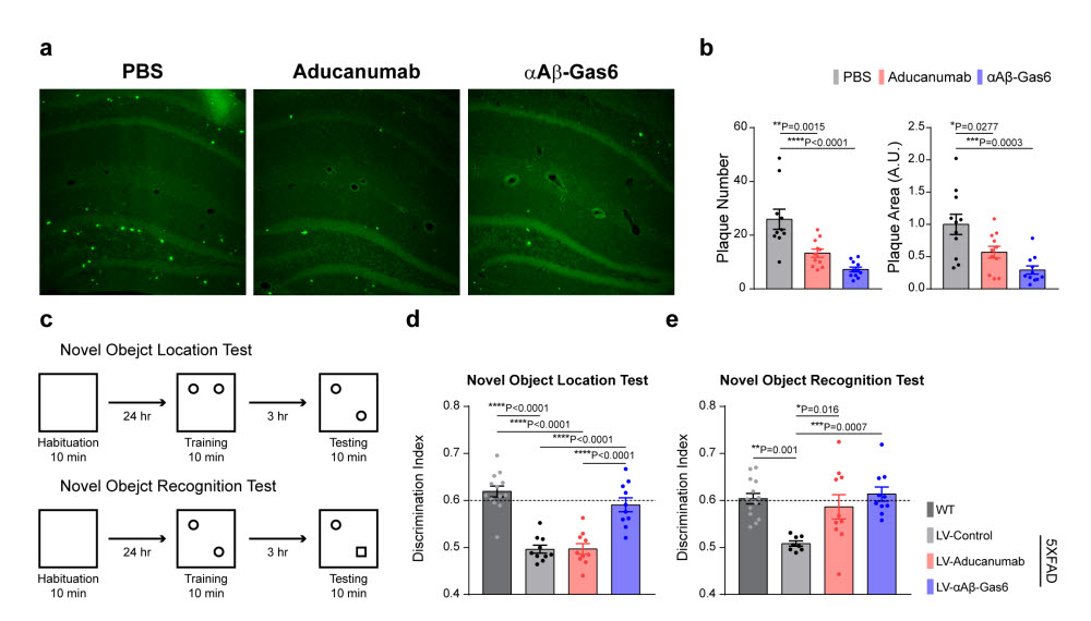 Gas6 융합단백질에 의한 베타 아밀로이드 제거 및 인지 기능 개선 효과. 사진=KAIST