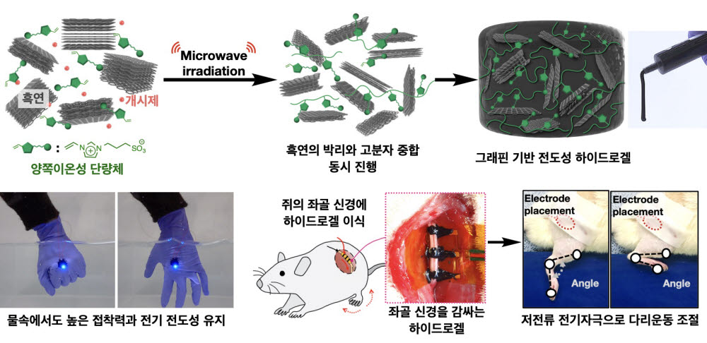 그래핀 기반 전도성 하이드로겔의 합성(위)과 쥐의 좌골 말초 신경 부착 후 저전류 전기 자극으로 다리운동 조절(아래)