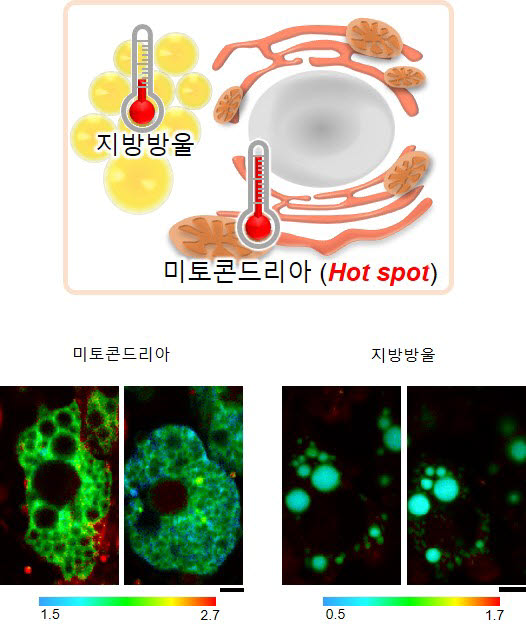 갈색 지방의 세포 소기관별 온도 변화: 미토콘드리아와 지방방울