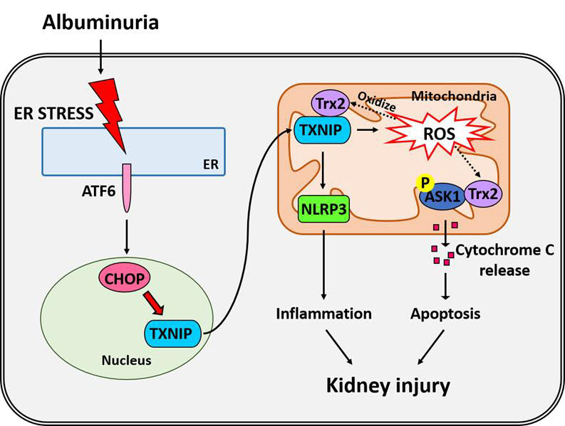 단백뇨에 의해 야기되는 염증반응과 세포자멸사 기전