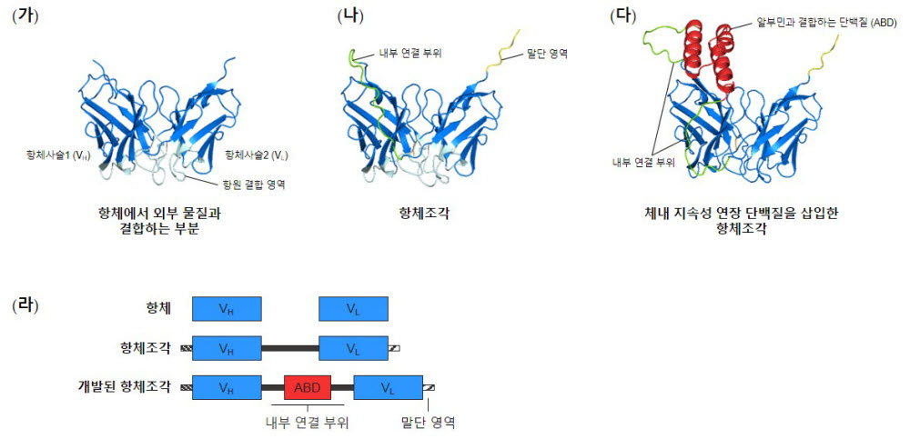 알파폴드2로 예측한 (가) 항체의 일부, (나) 기존 항체조각, (다) 개발된 항체조각의 모델 구조와 (라) 각 단백질의 구조 모식도.