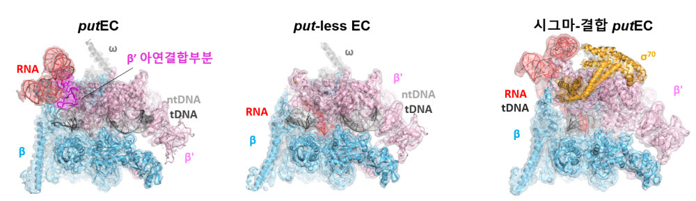 바이러스 유래 RNA와 대장균 RNA 중합효소가 결합한 복합체의 초저온 전자현미경 구조