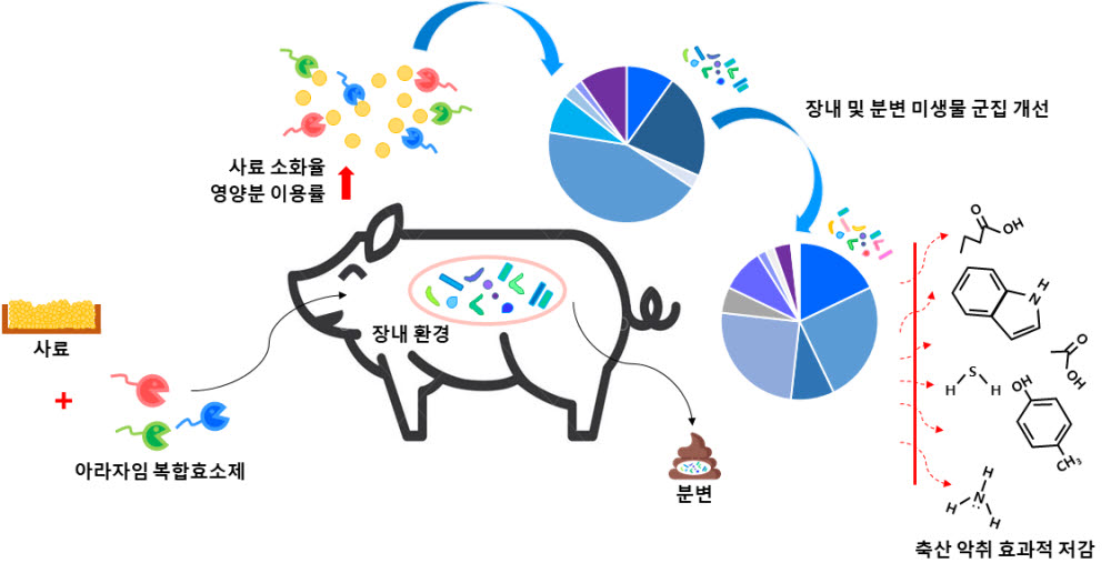 복합효소제의 축산악취 저감 및 생산성 향상 개념도