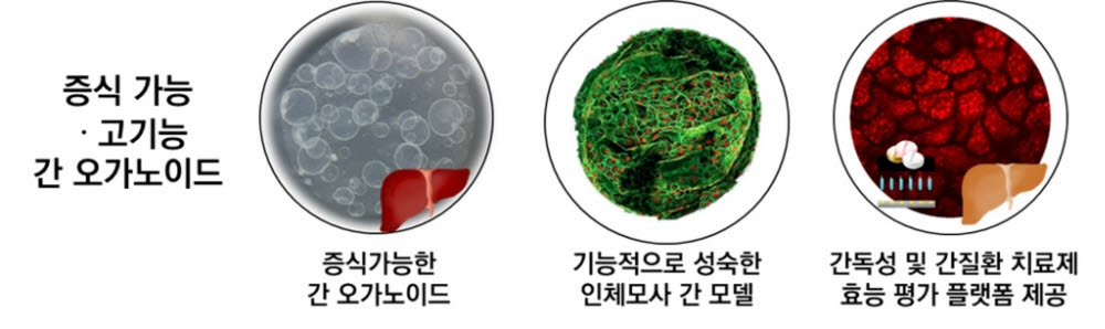 [테크비즈코리아 2022]한국생명공학연구원, 증식 가능 및 성숙한 '간 오가노이드 제조 방법'