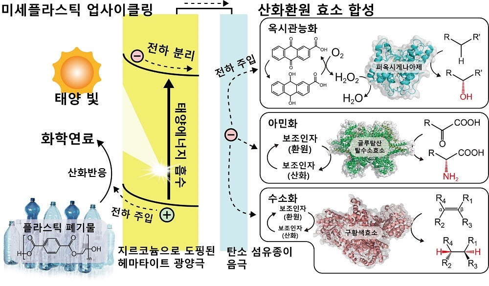 광전기화학적 미세플라스틱 업사이클링, 미세플라스틱에서 추출한 전자에 의해 활성화된 생체촉매 반응 모식도.