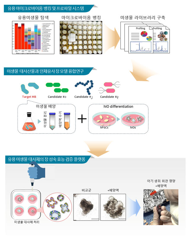 장 오가노이드 기반 유용 미생물 발굴, 장 발달 효과 검증 플랫폼 모식도