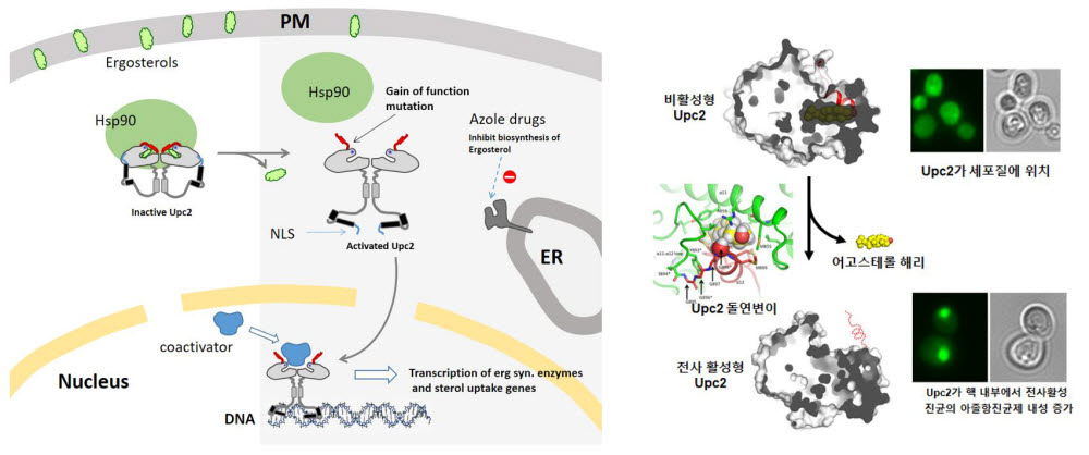 임영준 전남대 교수팀 연구 모식도.