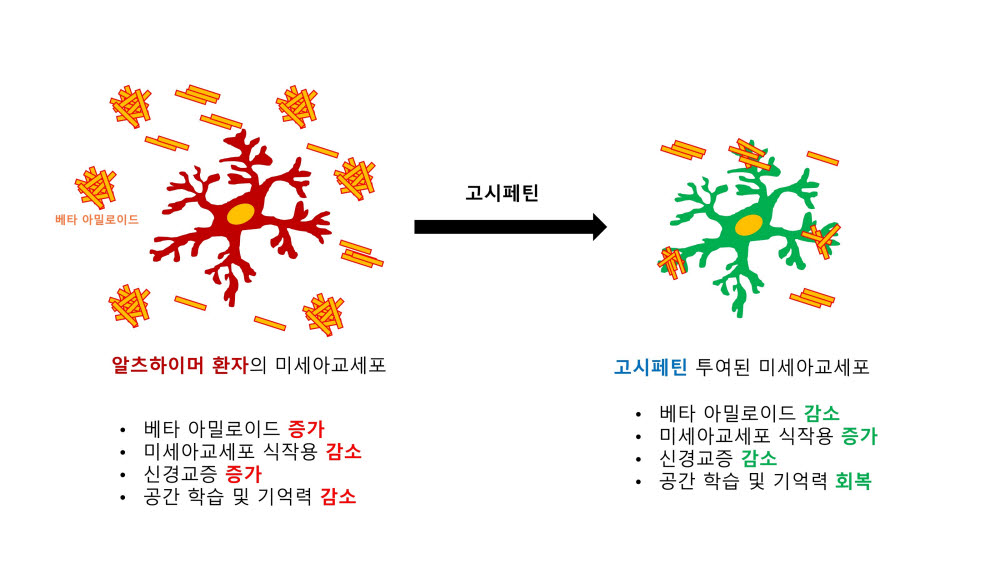 고시페틴 투여에 의한 알츠하이머성 치매에 걸린 뇌 조직의 변화