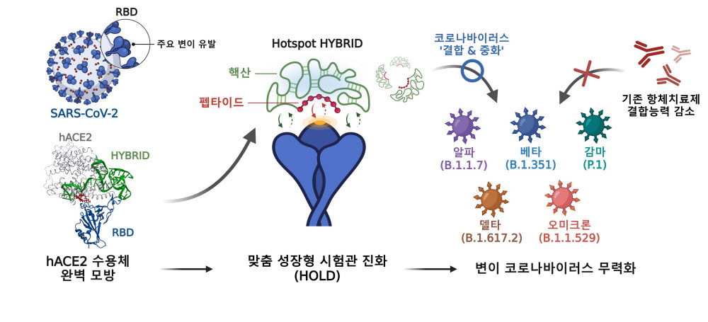 hACE2 수용체 모방 하이브리드 중화제 개발 과정. 연구팀의 독자적인 시험관 진화 기술(HOLD)을 통해 개발된 펩타이드-핵산의 하이브리드 중화제는 COVID-19 변이에 더욱 우수한 중화 효능을 보인다.