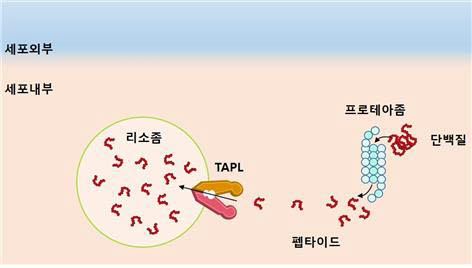 TAPL의 펩타이드 수송 모식도.