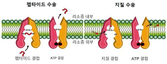 TAPL의 기질 수송 메커니즘 모식도.