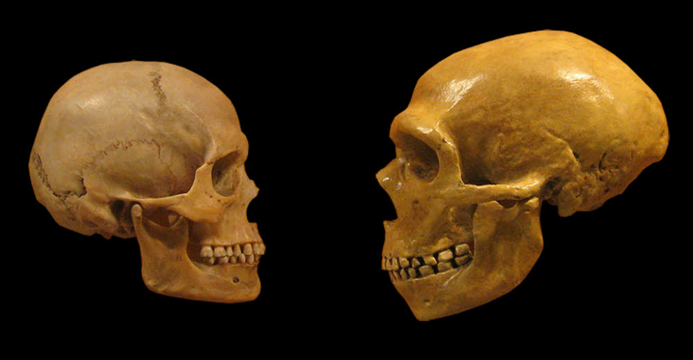현생 인류(왼쪽)와 네안데르탈인(오른쪽)의 두개골. (출처: 위키미디어)