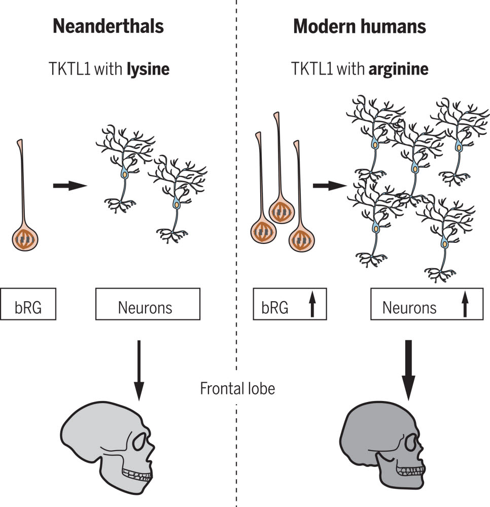 네안데르탈인(왼쪽)과 현생 인류(오른쪽)는 모두 TKTL1 유전자를 갖고 있지만, 그 유형이 다르며(네안데르탈인은 261번째 아미노산이 라이신, 현생 인류는 아르기닌이다) 생성하는 신경세포의 양도 다르다. (출처: Science)
