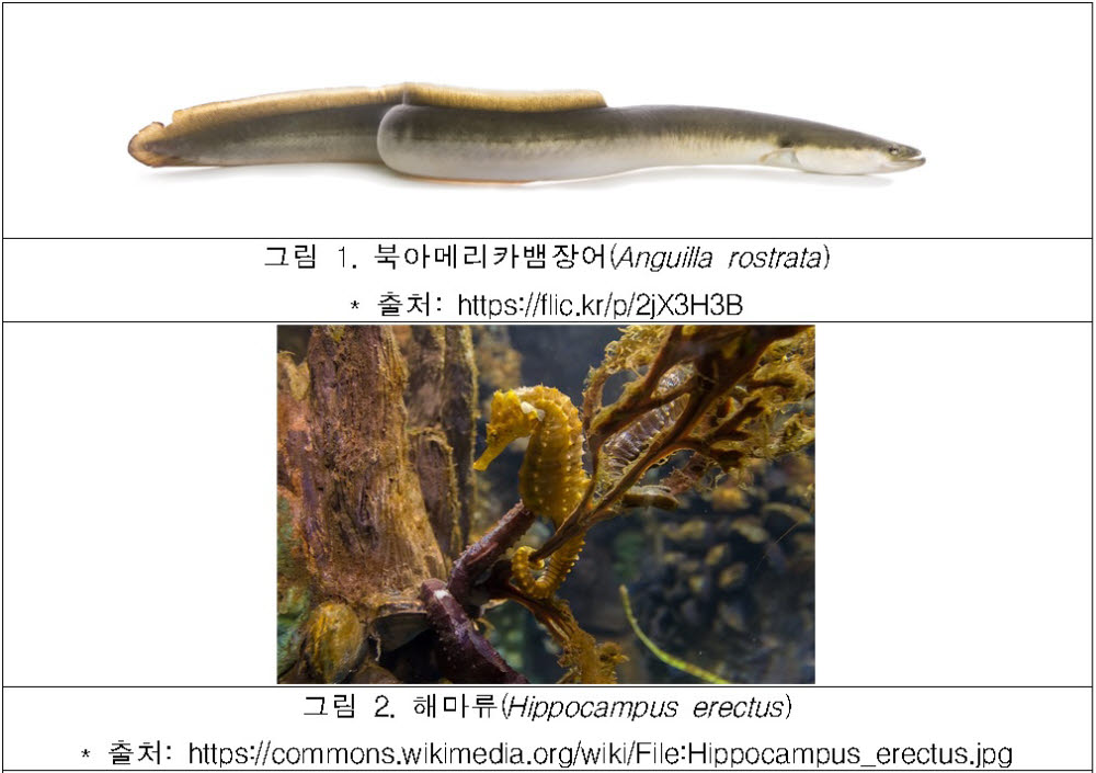 제19차 멸종위기에 처한 야생동식물의 국제 거래에 관한 협약(CITES) 당사국총회 주요 논의 대상 종