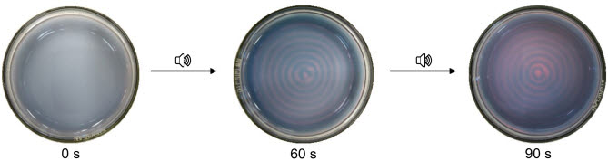 PDI, LPF 분자와 환원제가 담긴 용액이 담긴 페트리 접시를 향해 소리를 재생하면 물결이 생성되면서 마루 영역에서 분자가 산화되며 붉은색과 푸른색이 번갈아 나타나는 동심원 패턴이 형성된다. 이는 서로 다른 키랄성 물질이 서로 다른 영역에 존재함을 보여준다.