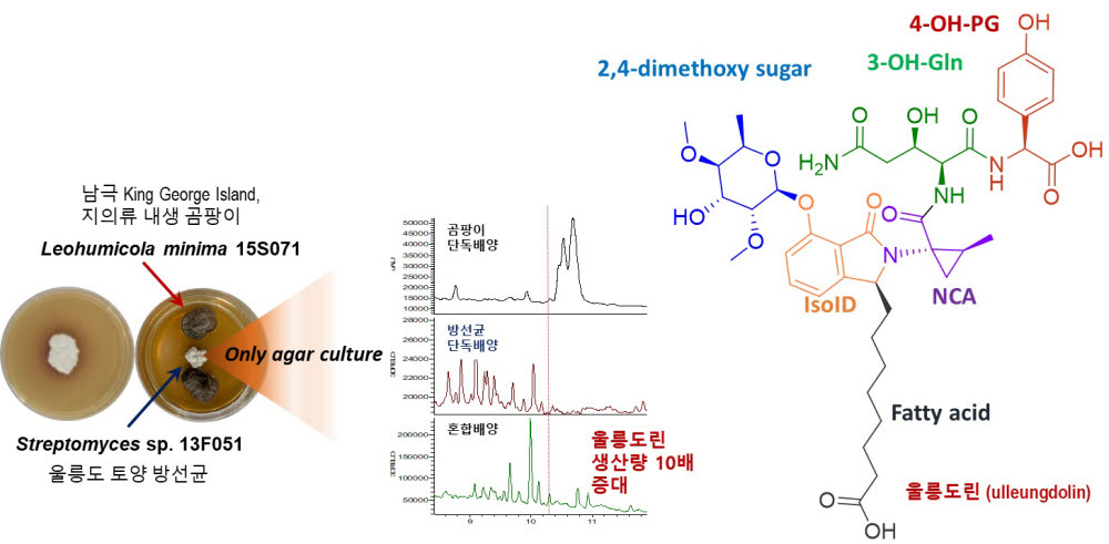 울릉도 토양 방선균과 남극 지의류 곰팡이를 이종 간 혼합배양해 이룬 울릉도린(ulleungdolin) 발굴