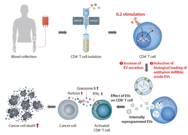 헬퍼 T세포 유래 세포외소포체 생산 모식도