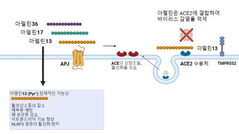 SARS-CoV-2 발병기전에서 폐에서 제안된 아펠린의 유익한 역할에 대한 개요.