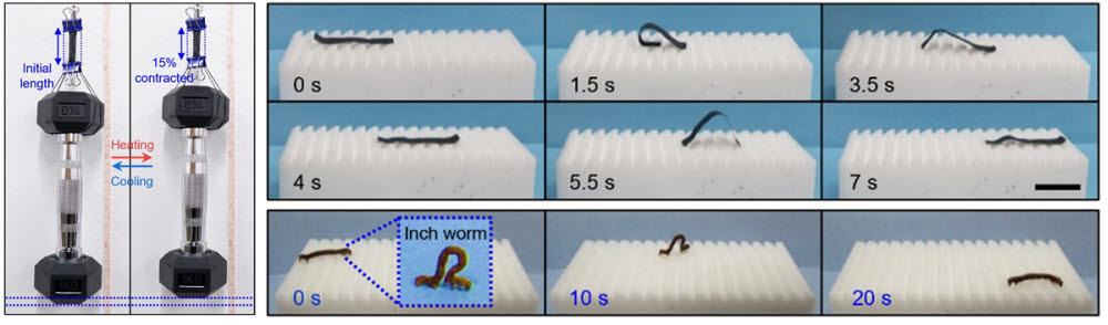 1kg 아령을 들어올리는 인공근육 섬유 다발, 실제자벌레 움직임보다 빠른 이동속도를 보여주는 인공자벌레.