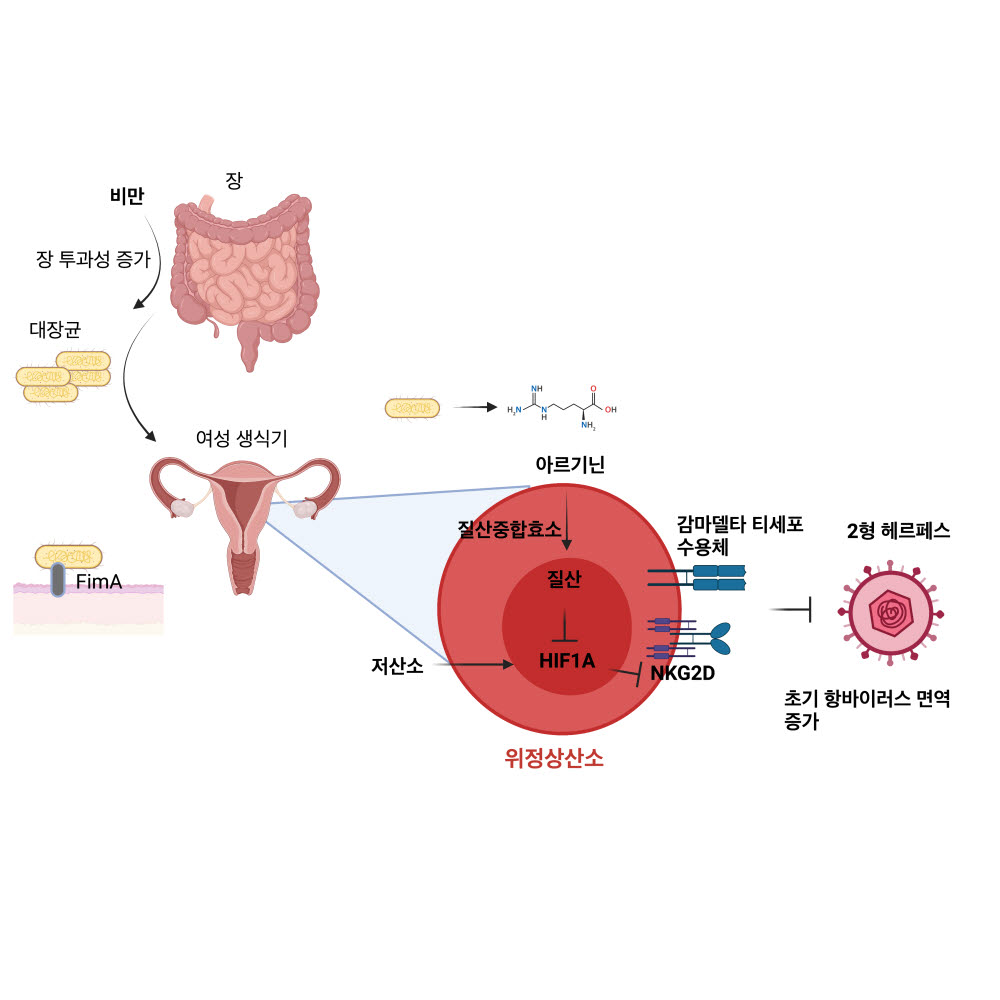 비만 시 질 내공생미생물과 감마델타 T세포상호 작용을 통한 항헤르페스면역반응 강화 메커니즘