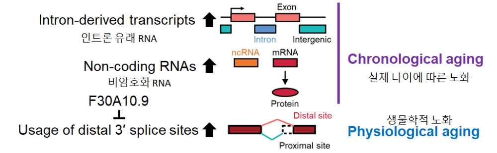 KAIST, 생체 노화 정도 측정할 수 있는 새로운 RNA 지표 발견