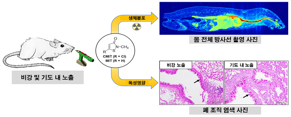 MIT/MIT의 체내 거동과 독성 평가 연구 결과