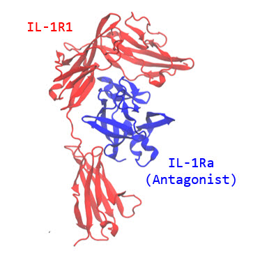 IL1R 수용체와 IL1Ra 길항체의결합 모식도