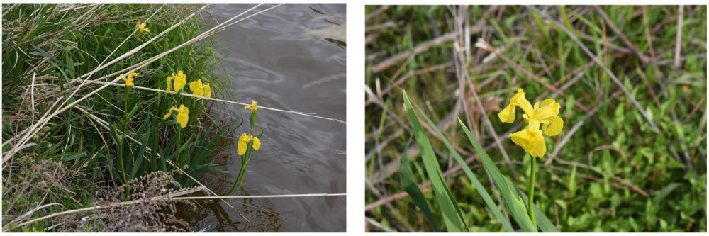 노랑꽃창포(Iris pseudacorus L.)는 백합목 붓꽃과에 속하는 관속식물로 연못이나 습지에서 자라는 여러해살풀이다. 유럽이 원산이며 우리나라에는 귀화하여 자란다. 관상용으로 심으며, 지하경은 즙을 내어 약으로 쓴다.