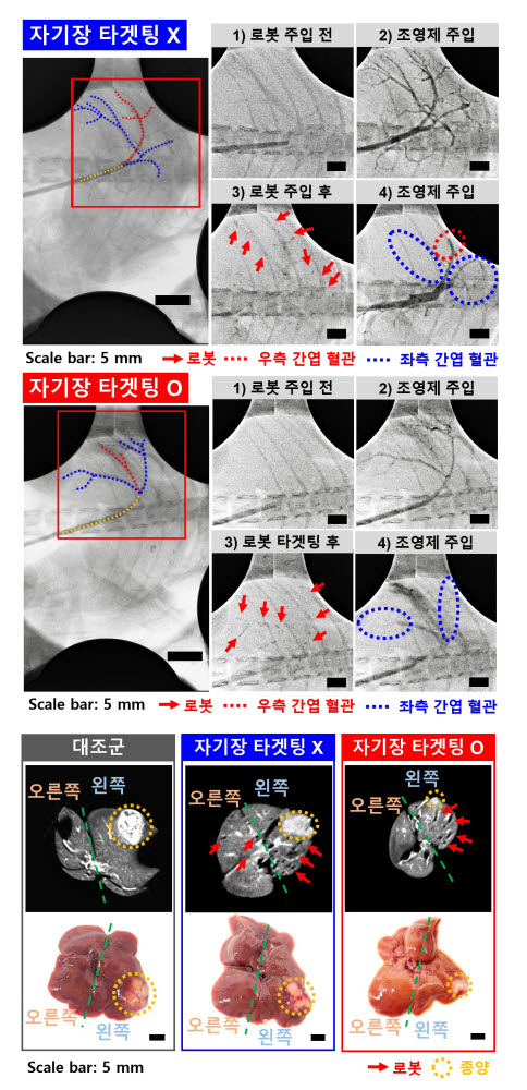 소형동물(Rat)을 이용한 성능검증 실험.