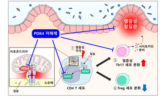 PDK4 저해제를 통해 염증성 장 질환을 개선할 수 있다는 것을 보여주는 연구 이미지