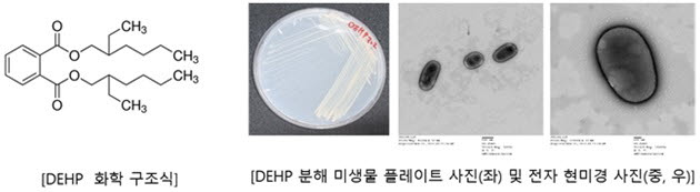 플라스틱 가소제 분해능력 뛰어난 담수 미생물 5종 발견