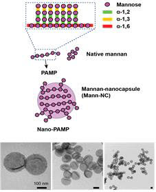 Mann-NC의 구조 모식도 및 전자현미경 사진.