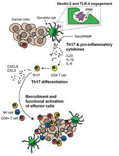 Mann-NC에 의한 TH17 세포의 분화 및 TH17 세포에 의한 항암면역반응의 모식도.