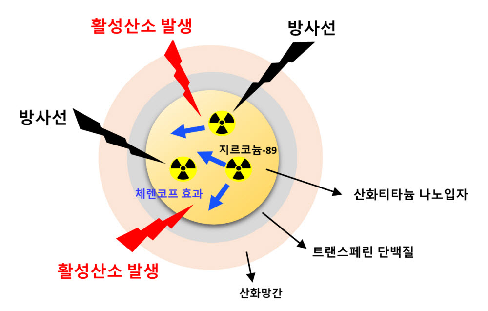 지르코늄-89가 도입된 티타늄-망간 나노물질 구조