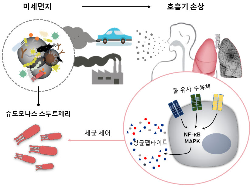 대기에서 포집된 미세먼지 유래 세균 감염 병리 기전