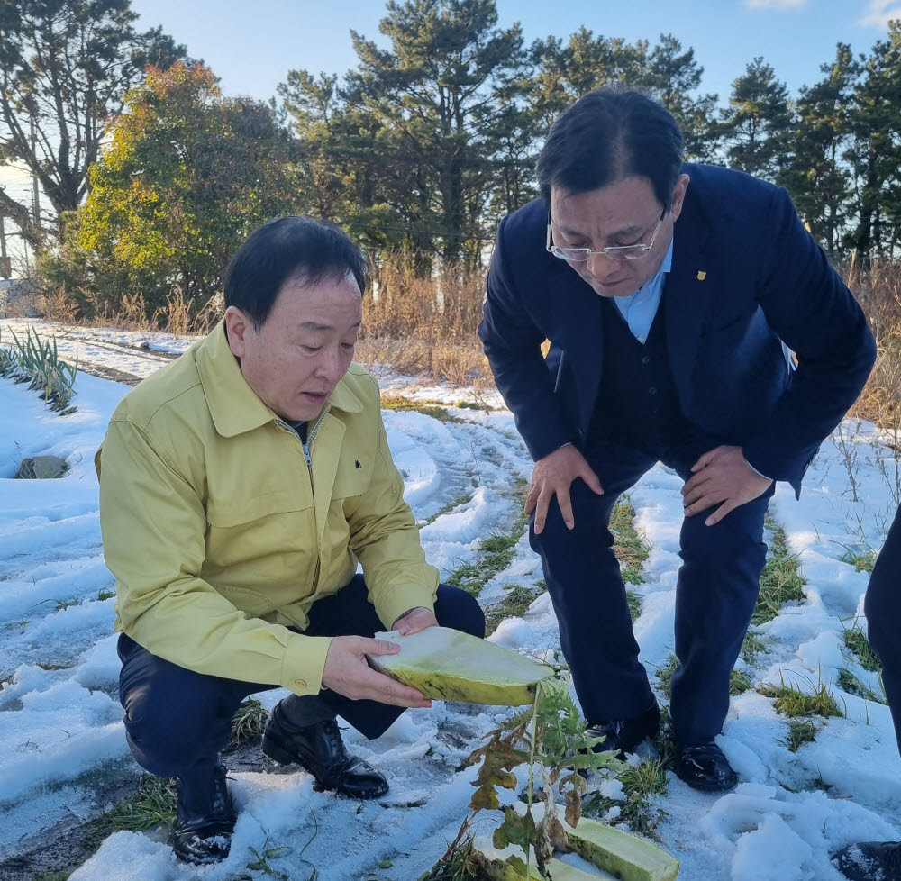 최문섭 농협손해보험 대표이사(왼쪽)가 제주 애월읍에서김병수 애월농협 조합장과 폭설 피해 현장을 둘러보고 있다.