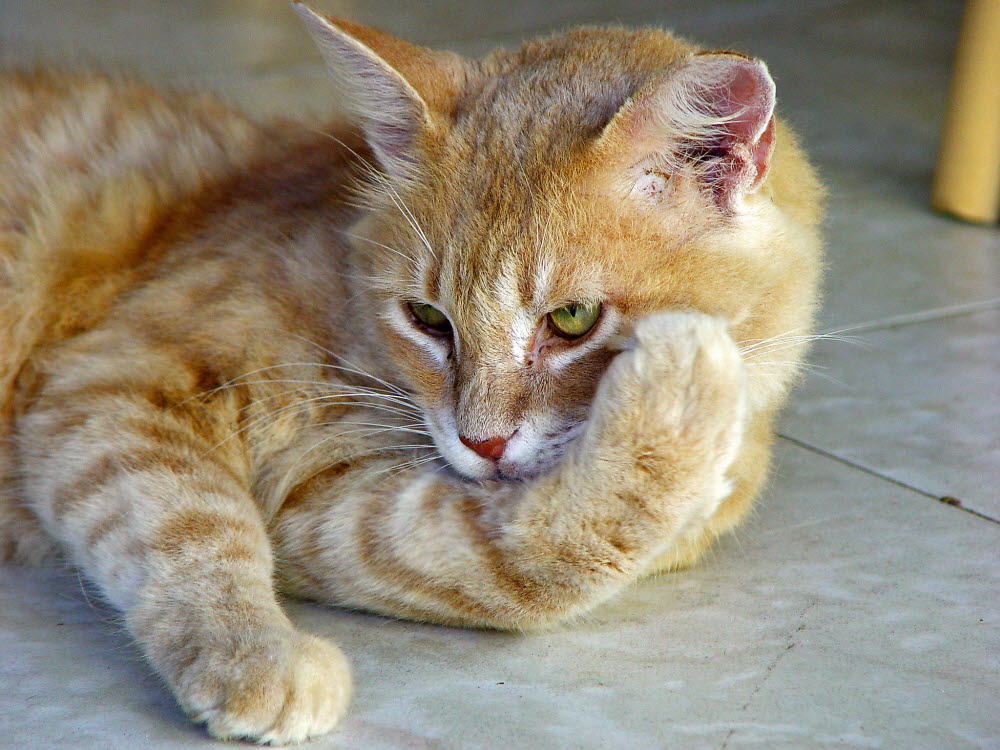 미국 미주리대 연구팀은 유전자 분석으로 고양이 가축화의 기원과 과정을 밝혀냈다.(출처: 플리커)
