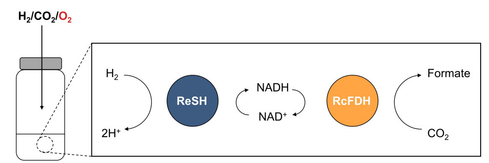 산소 조건에서의 수소화효소(ReSH), 포름산탈수소효소(RcFDH)의 2중효소 복합반응을 통한 수소에서 개미산으로의 전환 과정.