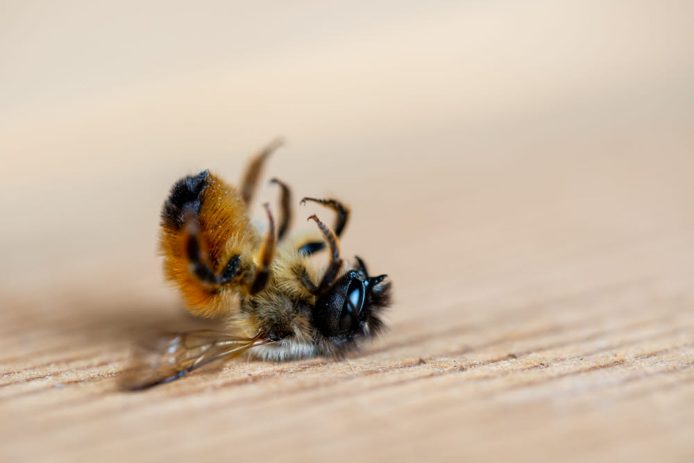 꿀벌의 수명은 30년간 반토막이 났다. (출처: shutterstock)
