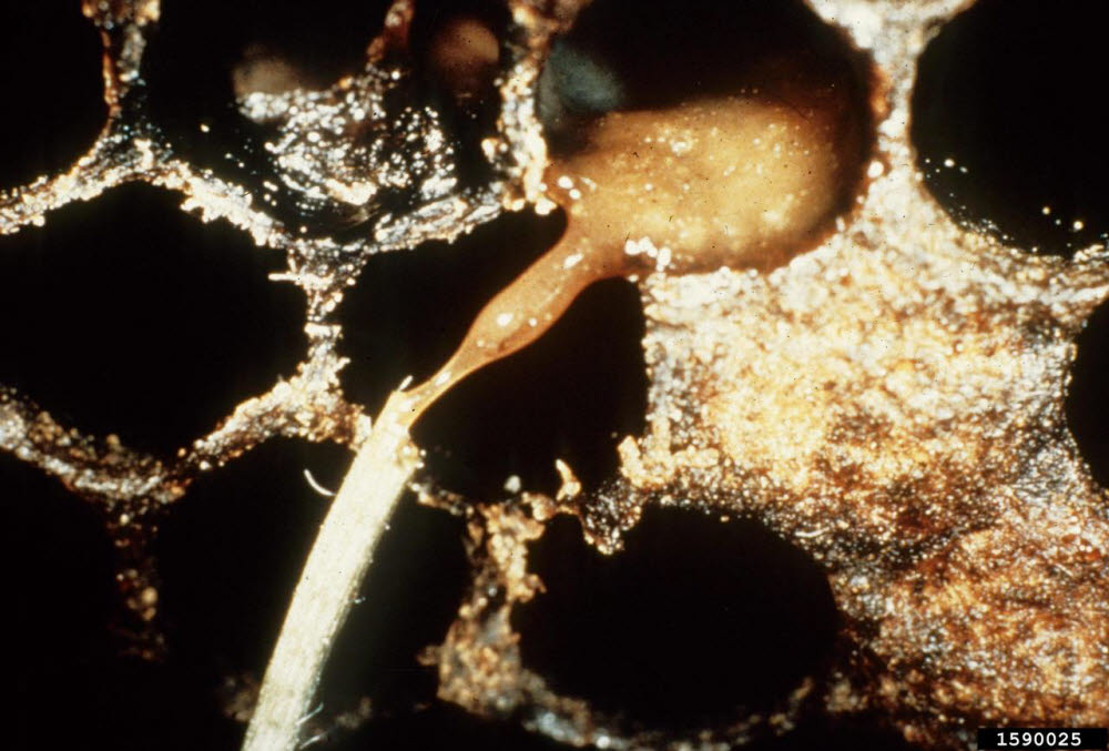 부저병에 결려 녹아 내린 꿀벌 애벌레 (출처: Georgia Department of Agriculture(조지아 농무부))