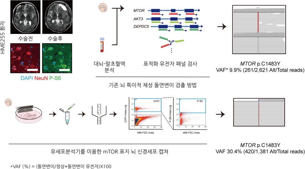 환자 뇌 조직에 극미량 존재하는 돌연변이를 검출하는 방법.