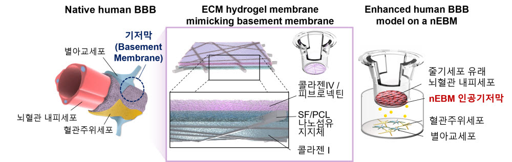 나노섬유 기반 인공기저막을 활용한 기능성 혈액-뇌 장벽 모델.png