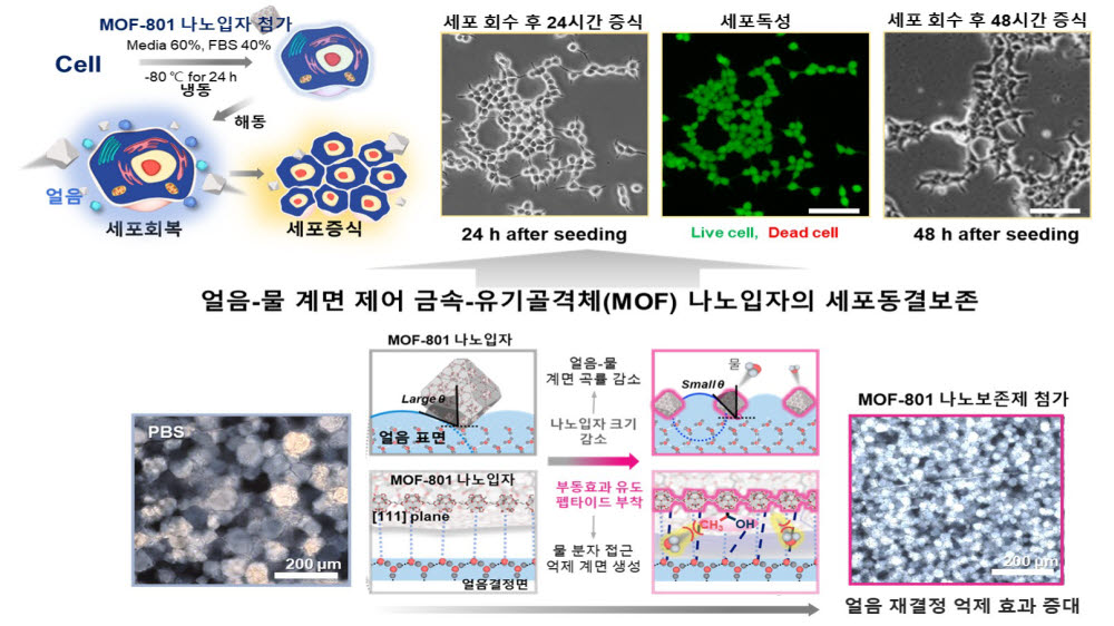 높은 생체적합성, 세포회복률을 가지며 대량생산 가능한 나노크기 금속유기골격체 동결 보존제가 구동 원리 및 적용 분야.