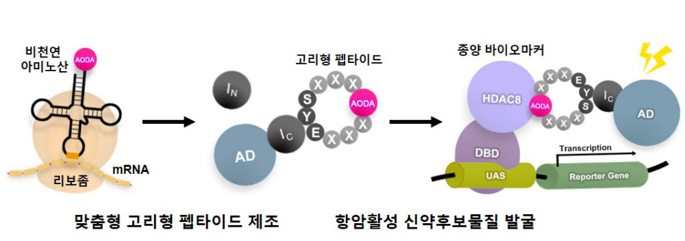 맞춤형 고리형 펩타이드 탐색 플랫폼의 모식도