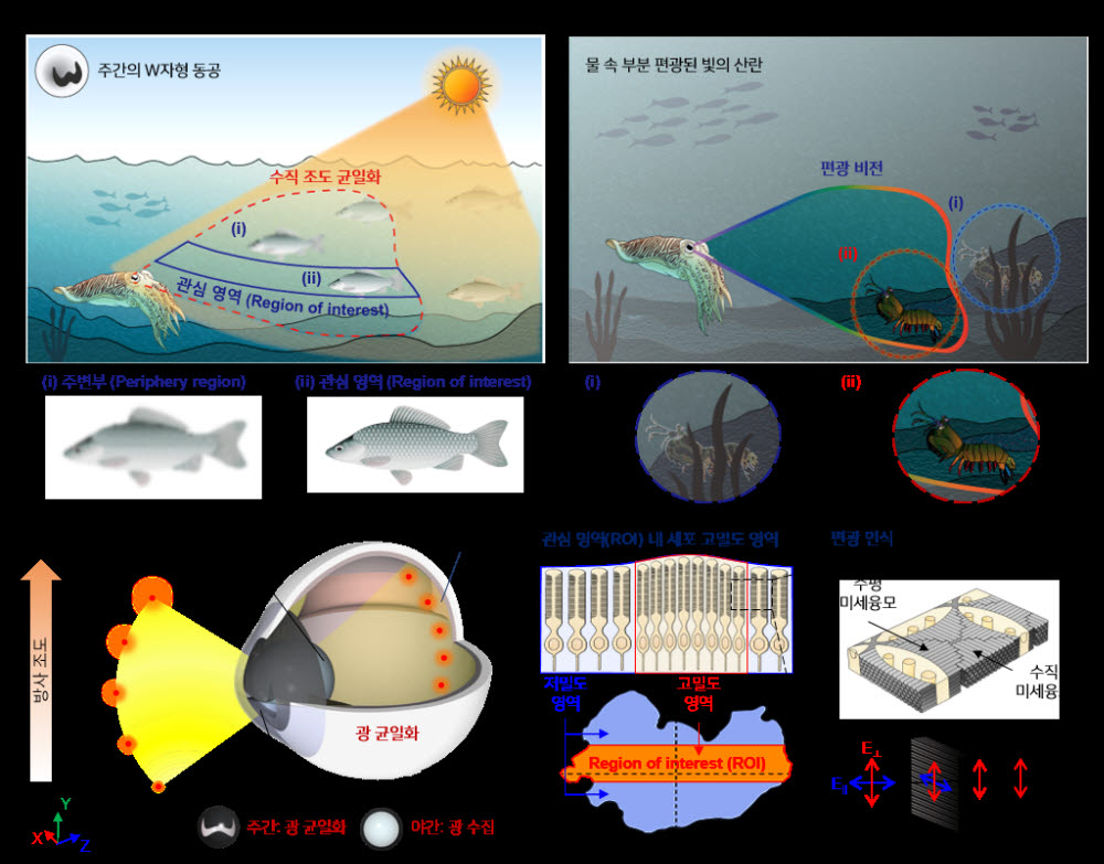 수중에서의 갑오징어의 시각적 특성 및 눈 구조.