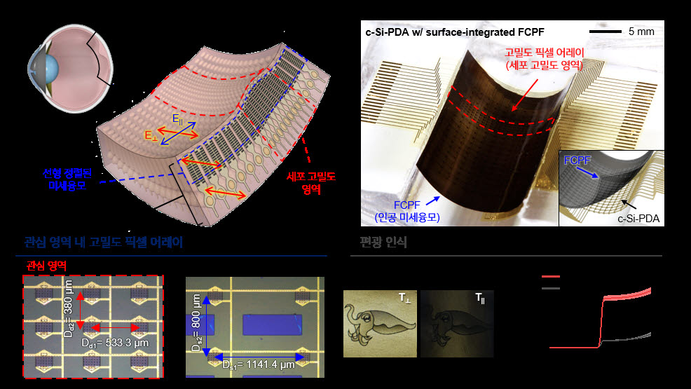갑오징어의 망막을 모사한 CNT 기반 유연 편광 필름을 집적한 원통형 실리콘 포토다이오드 어레이.