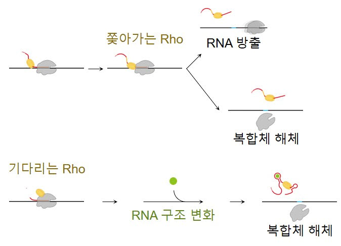 종결인자 Rho에 의한 끝내기 세 갈래 진행 속도와 조절 양상의 차이