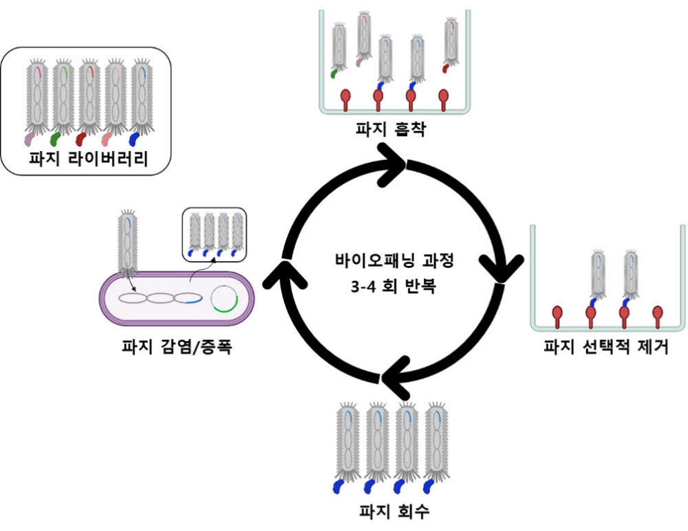 잉어 헤르페스바이러스에 선택적으로 결합하는 유전자재조합 미니항체 추출 바이오패닝 과정.