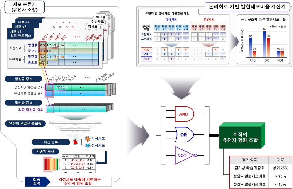 연구진이 개발한 딥러닝 알고리즘(이미지 왼쪽)과 논리회로에 따른 유전자 조합별 발현 세포 비율 계산 알고리즘(오른쪽)