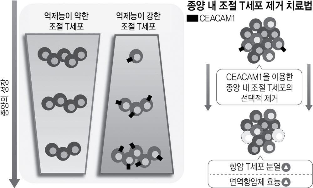 면역 막는 T세포만 제거…항암효과↑